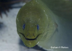 A moray eel I saw in Cozumel Mexico by Graham Watters 
